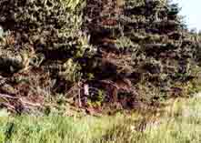 Plate 4. Scotch Pine planting in Lot 1.